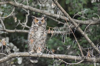 Adult free-ranging Virginia eagle owl (Bubo virginianus) in the Bosques de Palermo park in the city