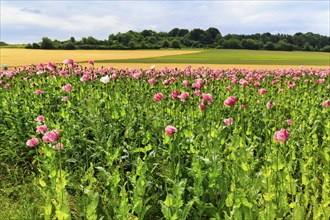 Opium poppy (Papaver somniferum), cultivation of edible poppy, poppy field, pink flowers and seed