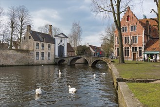 Swan on the Minnewater, city trip, UNESCO, religious, religion, old town, West Flanders, Flanders,