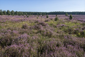 Heath landscape, flowering common heather (Calluna vulgaris), blue sky, Lüneburg Heath, Lower