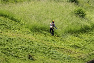 Landscape maintenance, high grass, cutting at a business, gardener, landscape maintenance, cutting