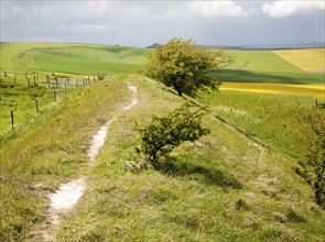 Ditch and embankment of the Wansdyke a Saxon defensive structure on All Cannings chalk downs near