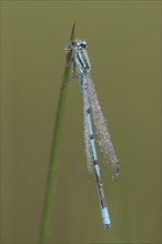 Azure damselfly (Coenagrion puella), with dewdrops, resting, morning, Bottrop, Ruhr area, North