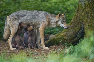 Gray wolf (Canis lupus) suckling its pups in the forest, surrounded by lush greenery and trees,