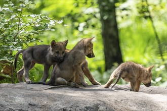 Several wolf pups curiously explore the clearing while one of the cubs moves away, European grey