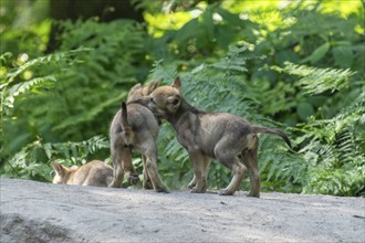 Two young wolf pups playing together on a rock in the forest, European grey gray wolf (Canis