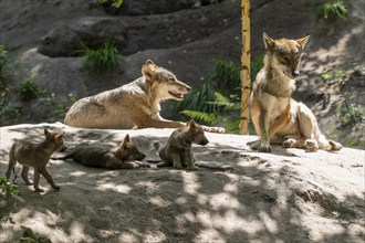 Wolf family resting in natural surroundings with pups in a clearing under trees, European grey gray