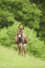 Donkey (Equus africanus asinus) standing on a meadow, tirol, Kitzbühel, Wildpark Aurach, Austria,