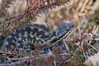 Common european viper (Vipera berus), Lower Saxony, Germany, Europe