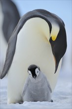 Emperor penguins, Aptenodytes forsteri, Adult Protecting her Chick on her Feet, Snow Hill Island,