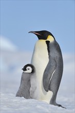 Emperor penguins, Aptenodytes forsteri, with a Chick, Snow Hill Island, Antartic Peninsula,