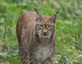 Eurasian lynx (Lynx lynx) looking attentively, captive, Germany, Europe