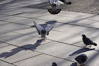 City pigeons with shadow, wintertime, Saxony, Germany, Europe