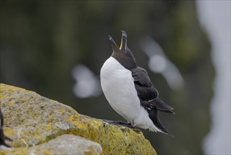 Razorbill (Alca torda), with open beak, Latrabjarg, Westfjords, Iceland, Europe