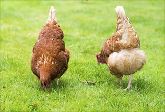 Brown hybrid hens (Gallus gallus domesticus) running in a meadow, two hens pecking for food in the