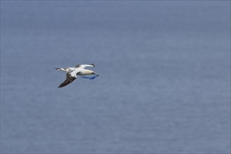 Northern gannet (Morus bassanus) adult bird in flight carrying a piece of plastic waste in its