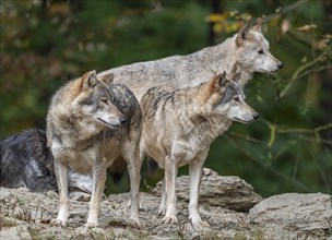 Gray wolves (Canis lupus) standing on a rock, captive, Germany, Europe