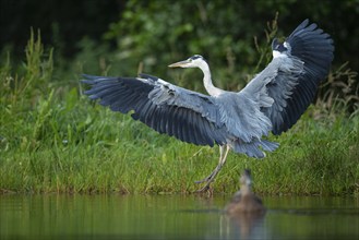 Grey heron (Ardea cinerea) in flight, Aviemore, Scotland, Great Britain