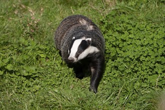 European badger (Meles meles) adult animal in grassland, United Kingdom, Europe