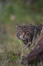 European wildcat (Felis silvestris) adult animal portrait, United Kingdom, Europe