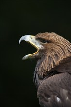 Golden eagle (Aquila chrysaetos) adult bird calling, England, United Kingdom, Europe