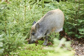 Wild boar (Sus scrofa) standing in a forest, Bavarian Forest, Bavaria, Germany, Europe