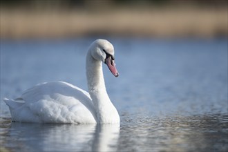 Young mute swan (Cygnus olor) swimming on the lake, in the background the reed belt, blurred,