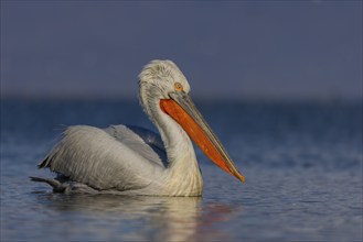 Dalmatian Pelican (Pelecanus crispus), swimming, orange throat pouch, Lake Kerkini, Greece, Europe