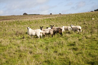 Sheep grazing on Fyfield Down national nature reserve, Marlborough Downs, Wiltshire, England, UK