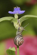 Grove snail (Cepaea nemoralis) on garden three-master flower (Tradescantia andersoniana), flower,