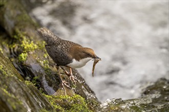 White-throated Dipper (Cinclus cinclus), at a torrent with prey in its beak, Rhineland-Palatinate,