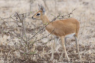 Steenbok (Raphicerus campestris), adult female standing alert, foraging, Kruger National Park,