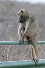 Chacma baboon (Papio ursinus), adult male, sitting on the guardrail of the bridge, overlooking the