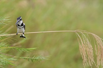 Pied kingfisher (Ceryle rudis), male, perched on a reed stem, overlooking the Olifants River, on