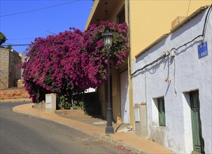 Attractive bougainvillea flowering plant, village of Toto, Pajara, Fuerteventura, Canary Islands,