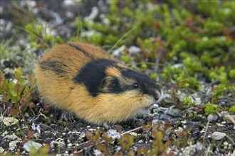 Norway lemming (Lemmus lemmus) on the tundra, Lapland, Sweden, Europe