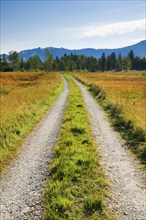 Field road leads through the Rothenthurm upland moor, Schwyz, Switzerland, Europe