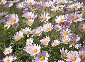 Argyranthemum pink daisy-like flowers