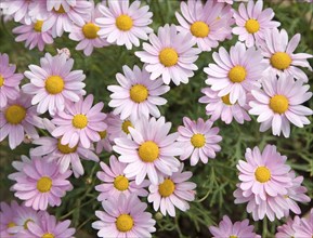 Argyranthemum pink daisy-like flowers