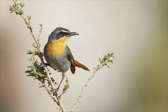 Cossypha caffra, family of flycatchers, Underberg surroundings, Underberg, KwaZulu-Natal, South