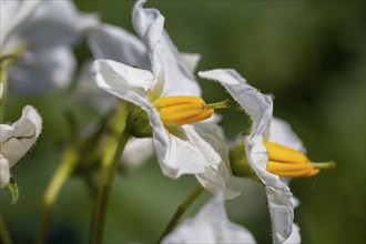 Close-up of a flowering potato plant