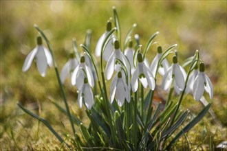 Snowdrop (Galanthus), Palatinate, Rhineland-Palatinate, Germany, Europe