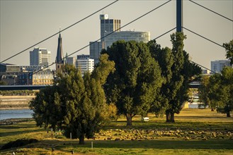 Skyline of Düsseldorf on the Rhine, flock of sheep on the Rhine meadows, near Oberkassel,