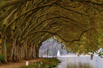 Platanen Allee, Weg am Lake Baldeney, near Haus Scheppen, in Essen, autumn, North Rhine-Westphalia,