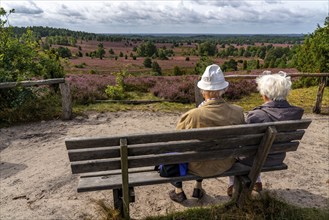 Blooming heath, heather and juniper bushes, viewpoint on the Wilseder Berg, senior citizens on a