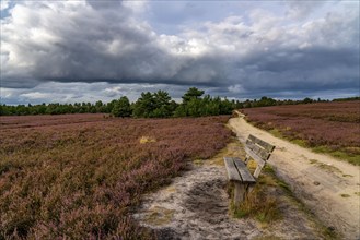 Flowering heath, heather and juniper bushes, near Wilseder Berg, in the Lüneburg Heath nature