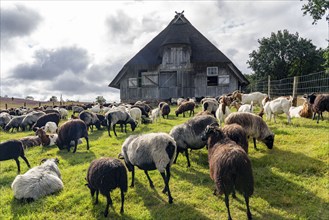 Stable for Heidschnucken sheep, in the Lüneburg Heath nature reserve, Lower Saxony, Germany, Europe