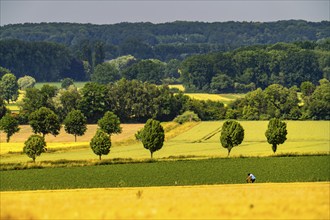 Cyclist on the Bundesstraße 1, Werler Straße, fields, forest and grain fields east of Unna, near