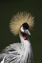 Gray crowned-crane (Balearica regulorum), portrait, captive, occurrence in Africa