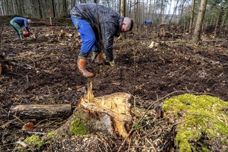 Reforestation in the Arnsberg Forest near Rüthen-Nettelstädt, Soest district, forestry workers